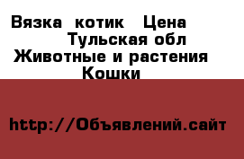 Вязка  котик › Цена ­ 2 500 - Тульская обл. Животные и растения » Кошки   